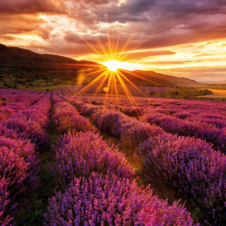 The sun rising above a mountain range and overlooking a vast, lavender field. 