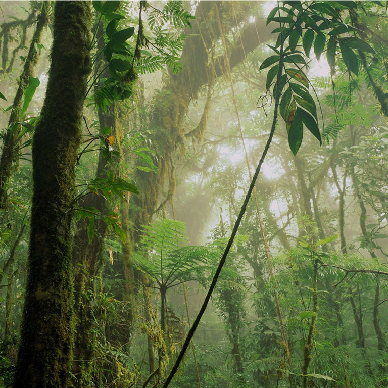 A close-up of a lush, green tropical rainforest.