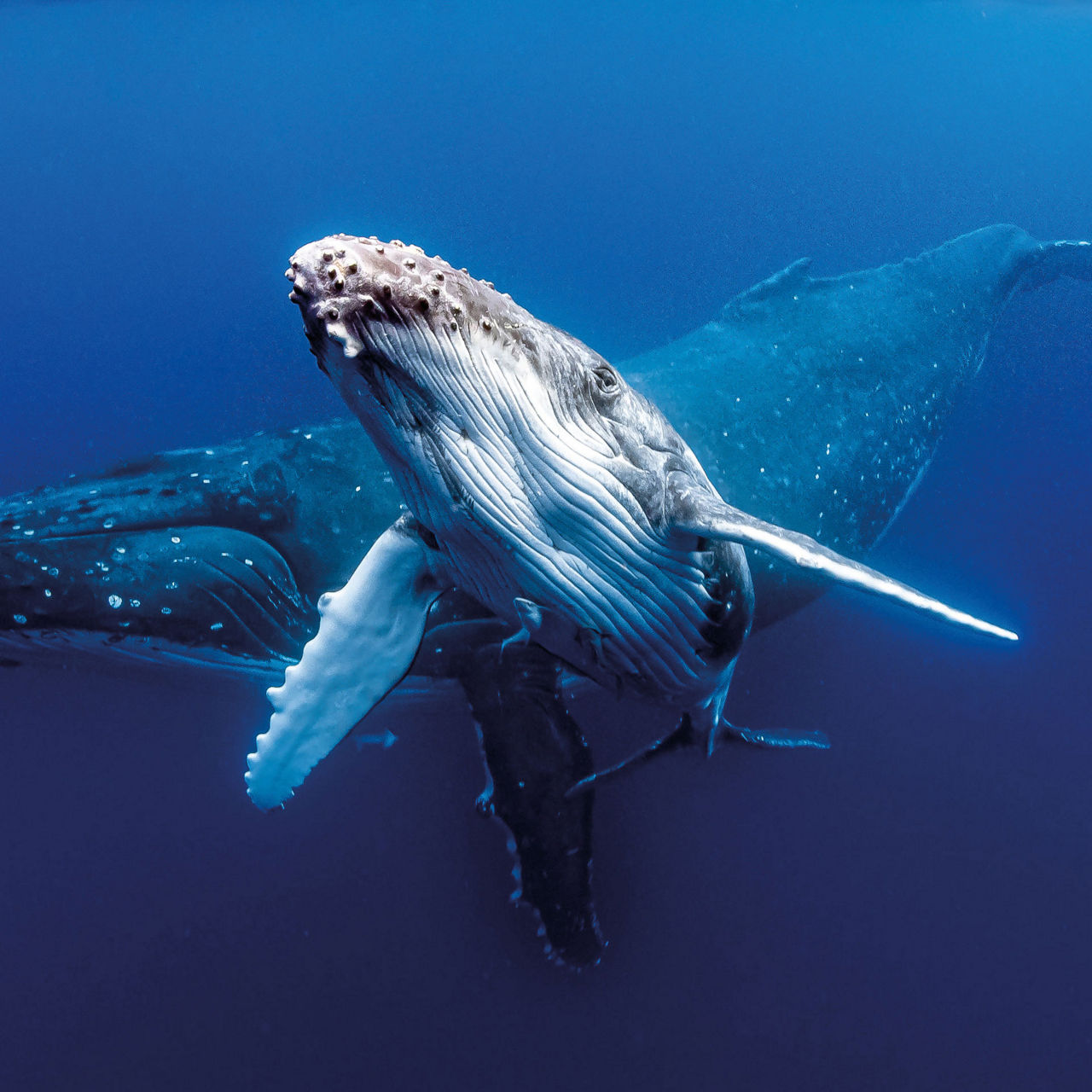 Un rorqual à bosse nageant sous l’eau dans l’océan.