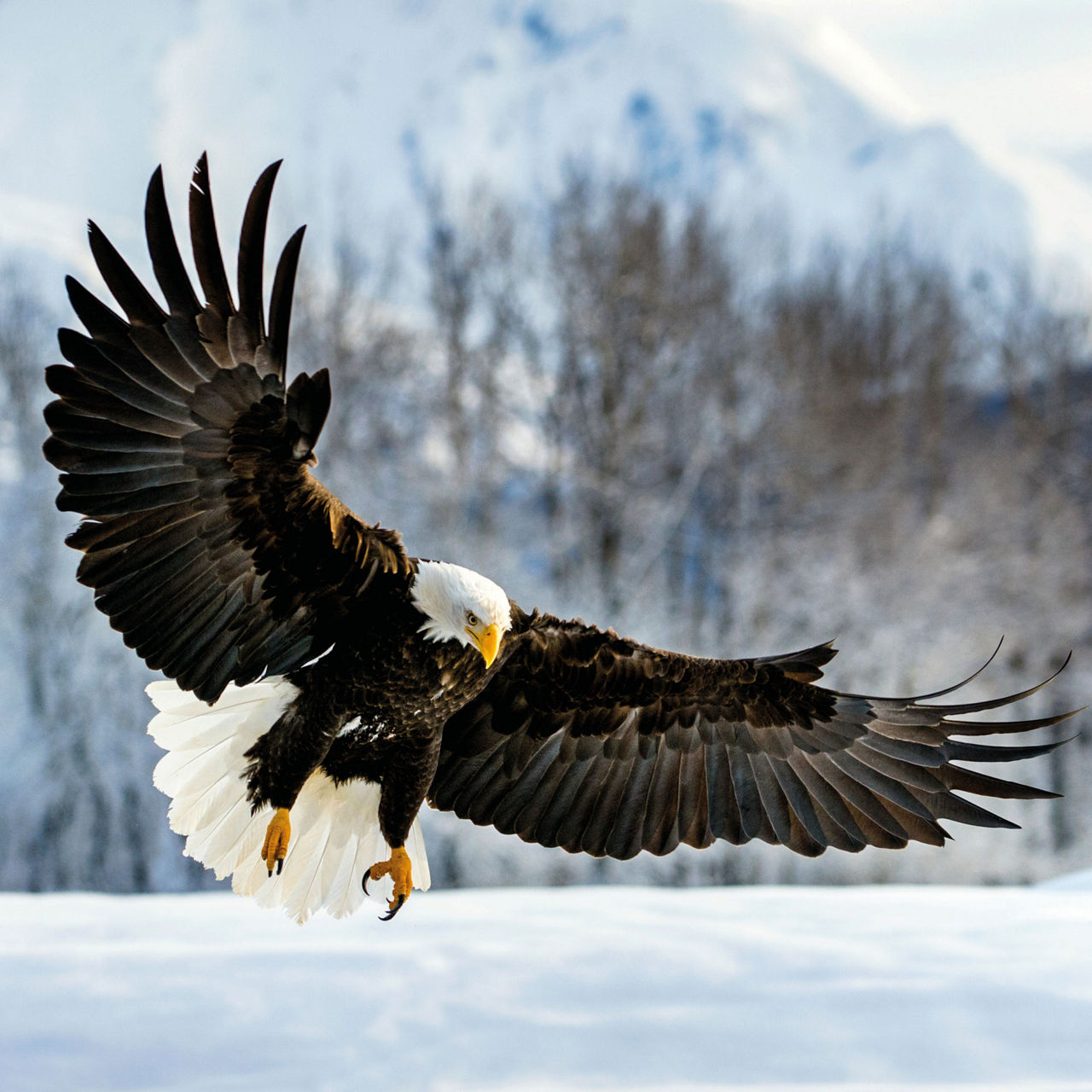 Un aigle à tête blanche plongeant vers le sol pour attraper sa proie.