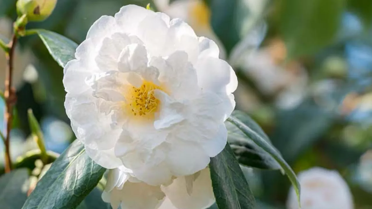 Audi Cary Attractions Near Fayetteville